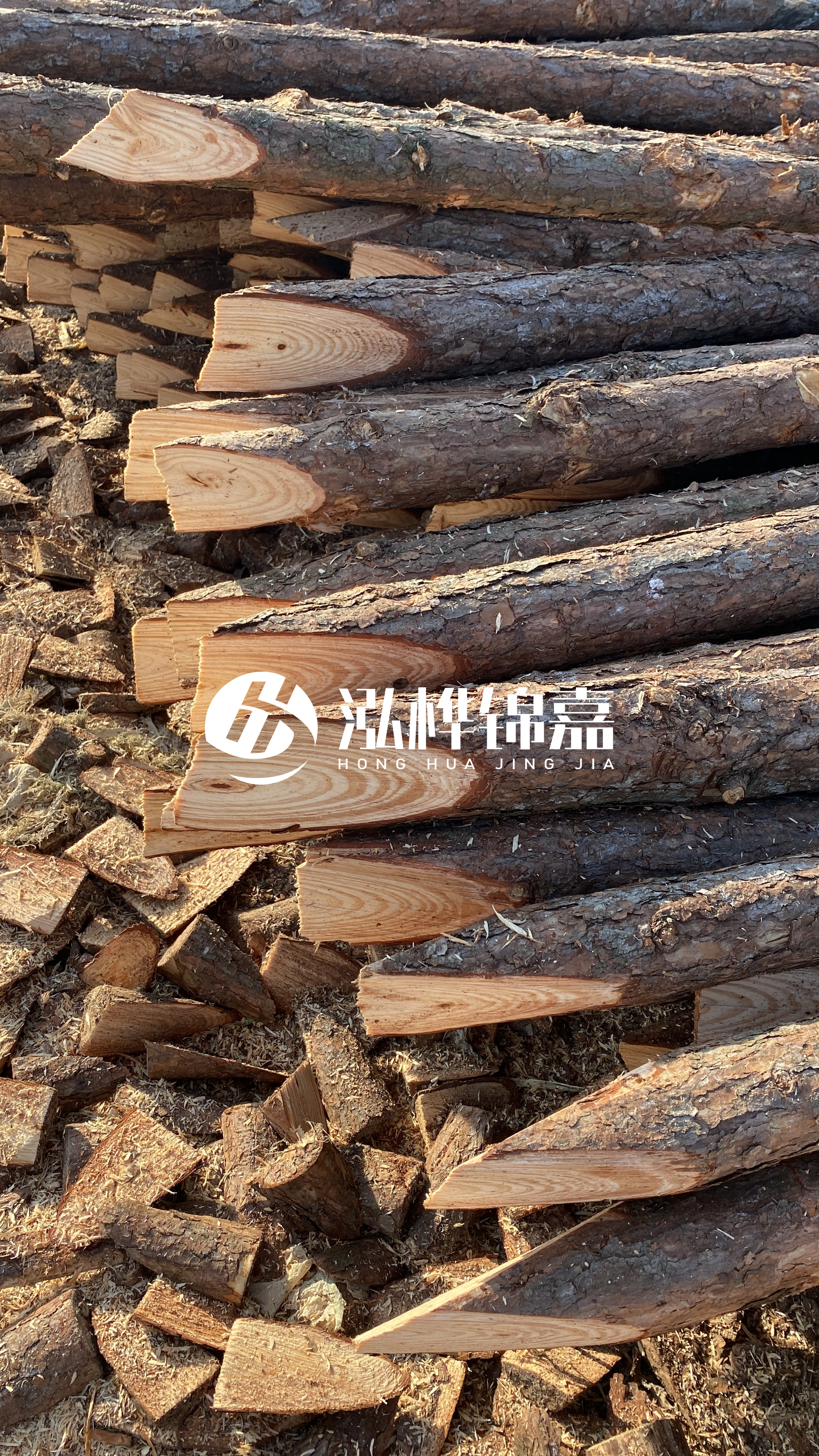 松木樁怎么分辨好壞？學會這幾招，輕松分辨松木樁好壞不踩雷！